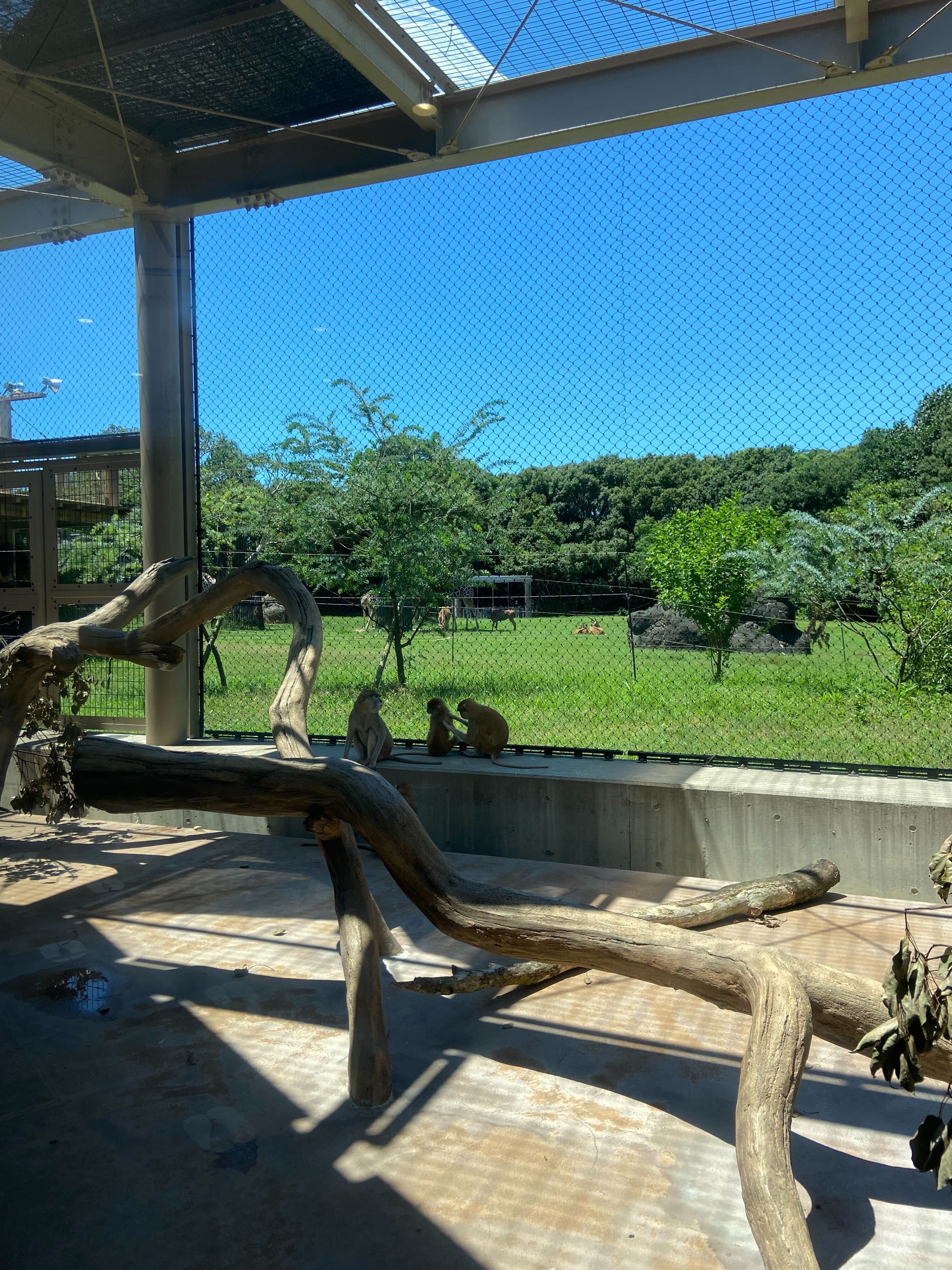 縦に長いパタスザルの獣舎